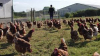 image_Recherche un emploi élevage avicole